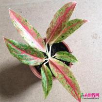 小盆栽