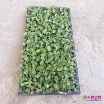 小盆栽
